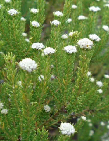 Phylica ericoides longish unbranched stem sections